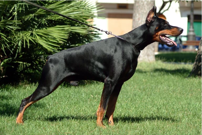 doberman-guvenlik-kopegi