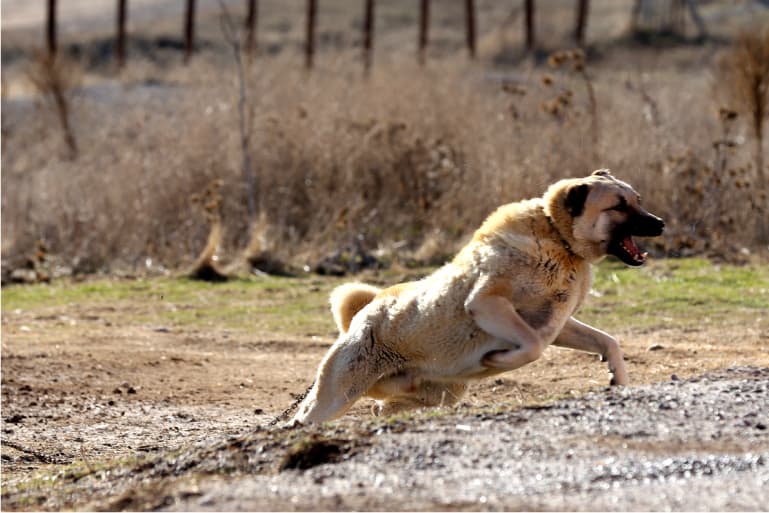 kangal-kopegi