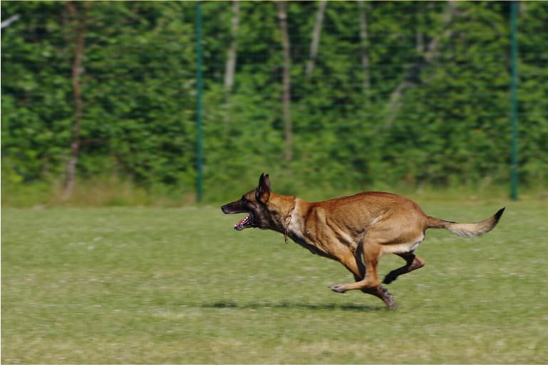 malinois-guvenlik-kopegi