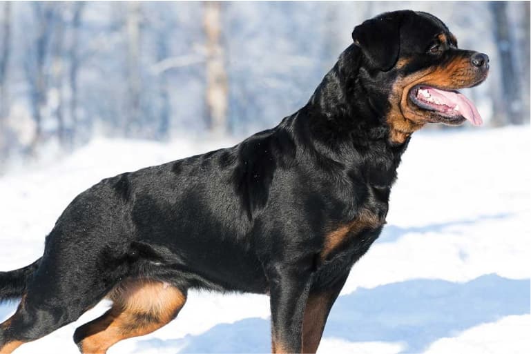 rotweiler-guvenlik-kopegi